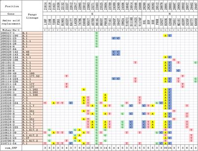 Frontiers | Mutations and Phylogenetic Analyses of SARS-CoV-2 